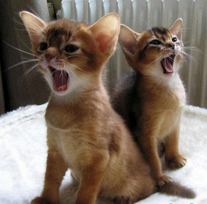 就说了打哈欠是会传染的