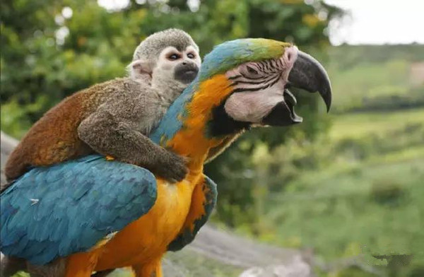 动物界奇闻“青蛙骑蜗牛搭便车”