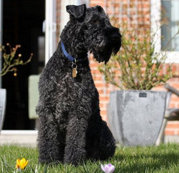 凯利蓝梗的形态特征 该犬平衡能力强