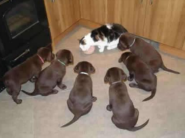 喵星人的气场真够强大的