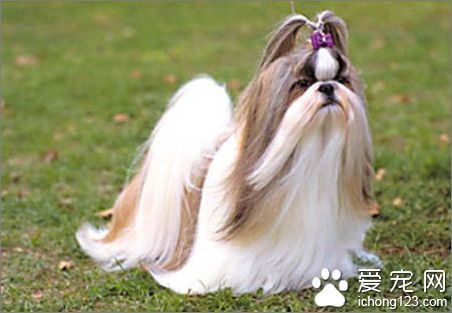 香港名猫“忌廉哥”将荣升日本一猫咪精品店名誉店长