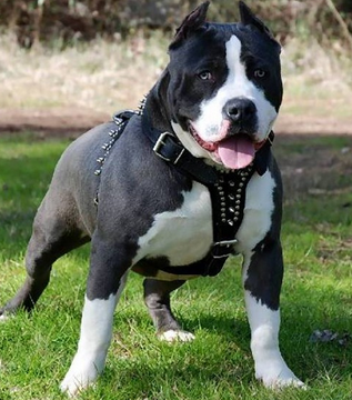 美国史特富郡梗的形态特征 