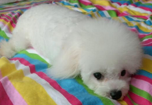 半夜瓦斯泄漏 忠犬叫醒主人救起全家性命