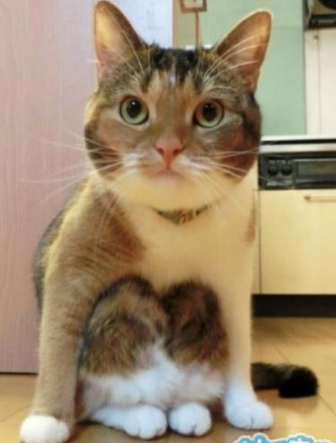 喵星人又进化了，他竟然喜欢蹲着