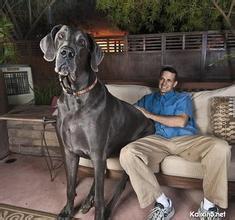 世界上最大的兔子是什么品种 动物之最：世界上最大的蛇