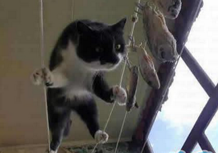 麻麻，你以为挂这么高我就吃不到了吗