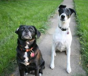 平毛猎狐梗怎么训练 保护主人训练方法