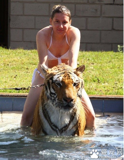 巴西马林加，巴西一个家庭已经不满足于饲养猫狗作为宠物,而是饲养了七只老虎。Aryas Borges最初与老虎结缘是因为拯救了两只在马戏团处境恶劣的老虎。老虎就像他的家庭成员一样,和他的三个女儿一起吃饭、洗澡、玩耍，从小一起长大。如今这些“大猫”在他的家里生活的非常快乐，和他的家庭积累了非常深厚的感情。这种猛兽在他们面前展现出难得温柔的一面。 