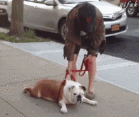 主人，我就不走了，你拖我吧