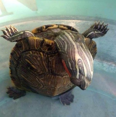 我一直想知道二楼你在练啥功夫？