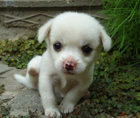 英国一狗狗才智过人 智慧堪比18个月的婴儿