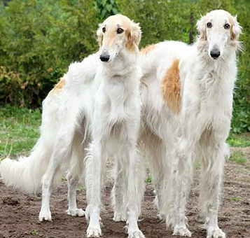 苏俄猎狼犬多少钱 拥有一身防寒的长被毛