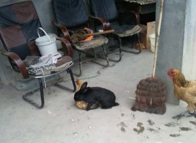 现实版的流氓兔！