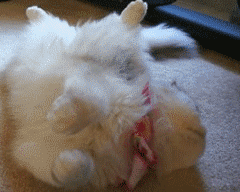 小猫扮萌，在地上打滚