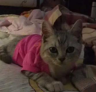 猫猫炯炯有神的眼睛