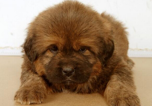 山东一市民被藏獒咬到之后不幸患上狂犬病