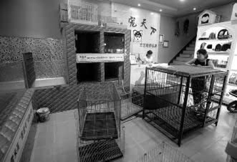 一家宠物店一夜之间被盗70多只宠物犬 损失将近三十多万元