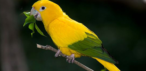 金黄锥尾鹦鹉