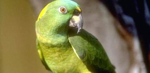 黄颈亚马逊鹦鹉