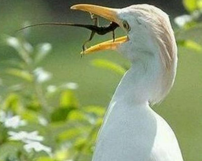 想吃我没那么简单