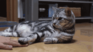 猫咪的好胜心也是很强的