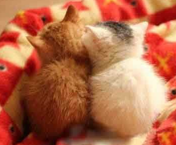 在讲神马悄悄话啊......