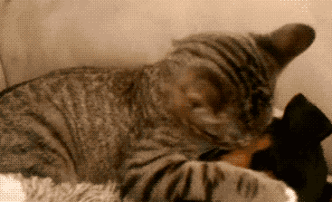 这样睡觉更舒服呀