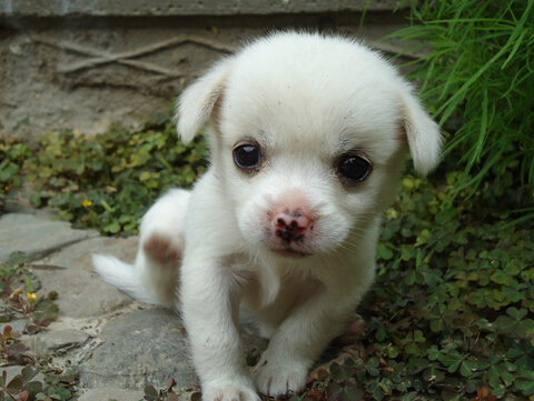 狗狗贪吃误食粽子差点搞的性命堪忧