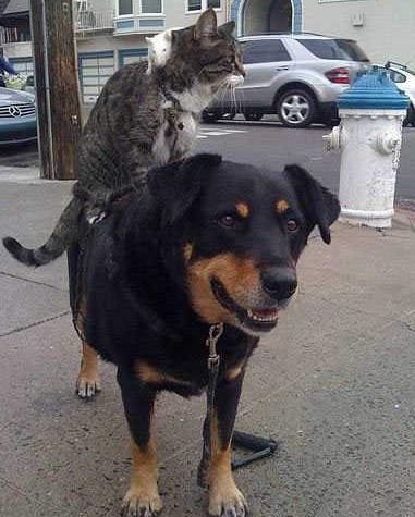 宠物的等级一目了然