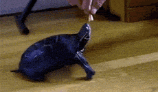 原来乌龟也能站起来吃食