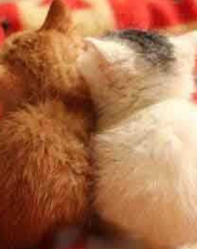 狗狗抓伤店员 赔偿问题双方产生了纠纷