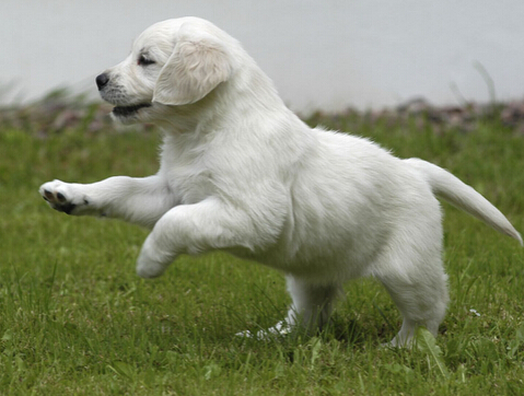 墨西哥无毛犬的寿命 12到15年左右