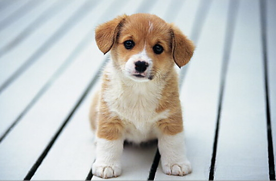 狗狗贪吃误食粽子差点搞的性命堪忧