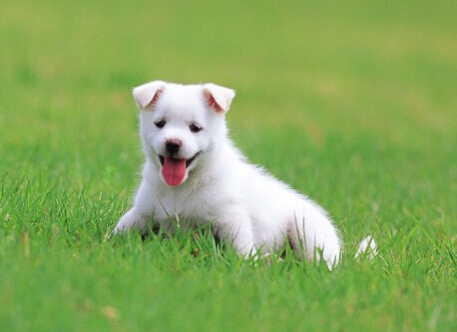 狗狗贪吃误食粽子差点搞的性命堪忧
