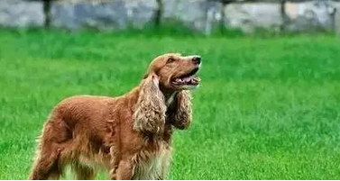 铲屎君快让开，别挡着劳资打飞机!