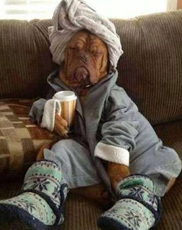 狗主以车换狗狗 花4万元救助狗狗生命