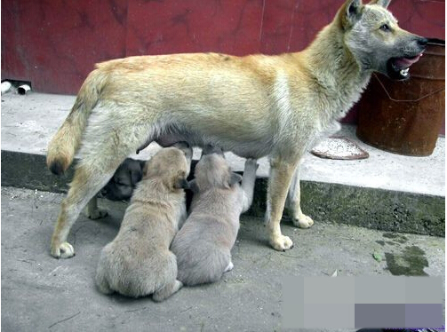 狗狗生下来没有尾巴 狗主人希望专家能够解惑 