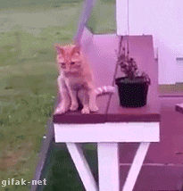 我就小喵坐着静静的思考喵生