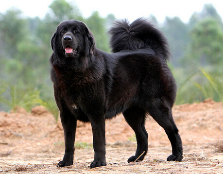 胆大青年竟然当着藏獒的面偷盗其同类