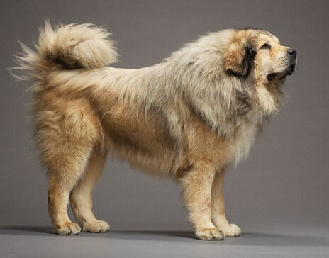 胆大青年竟然当着藏獒的面偷盗其同类