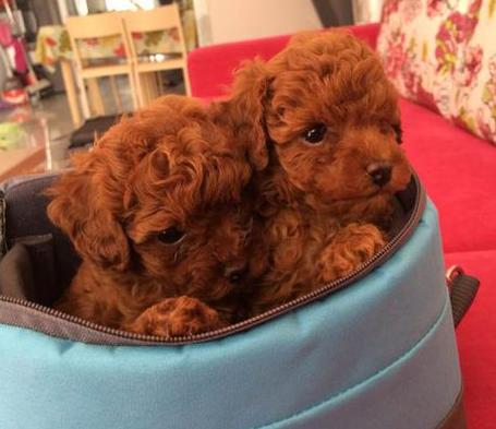 undefined{{pos:,w:,h:}}