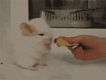 为了吃，能够秒杀一切的小龙猫