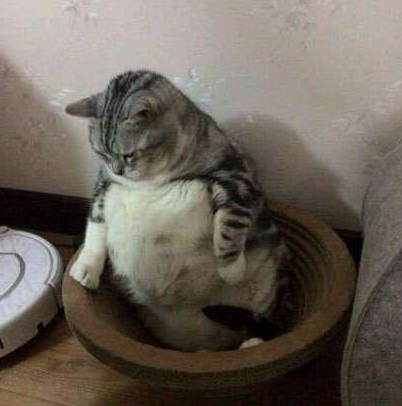 胖得跟怀孕了一样，喵脸往哪搁啊！