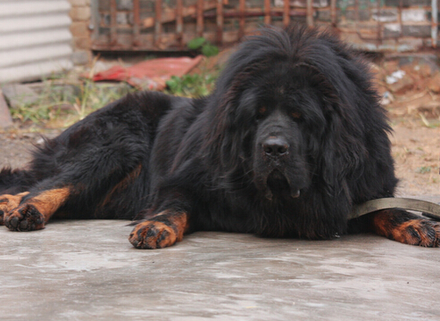 天价狗狗配一次种就要 20万 引得众多市民参观