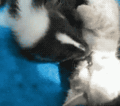 臭鼬宝宝吻小猫咪...那个逆来顺受