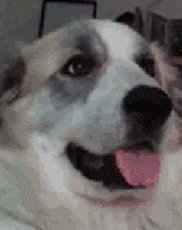 年轻女子坐公交让狗坐在车座上不理周围乘客