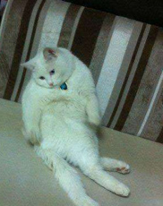 undefined{{pos:,w:,h:}}