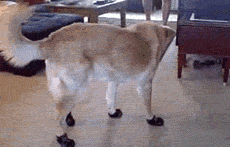 新鞋不习惯呀......