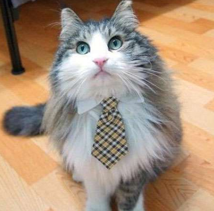 白领的感觉就是不错啊