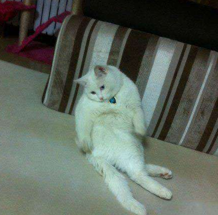 undefined{{pos:,w:,h:}}